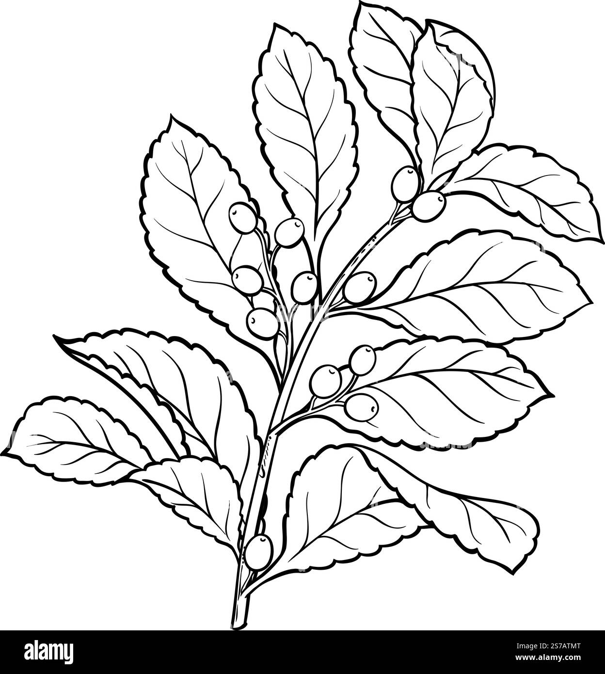 Yerba Mate Branch with Berries and Leaves Outline Illustration. Isolamento vettoriale per la progettazione o la decorazione. Illustrazione Vettoriale