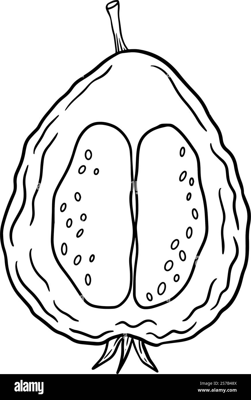 Un'illustrazione splendidamente dettagliata e vivace che mostra la sezione trasversale di un frutto di guava maturo, sano e succoso. Grafica disegnata a mano per la progettazione di siti web, articoli, opuscoli, etichette o pubblicità. Illustrazione Vettoriale