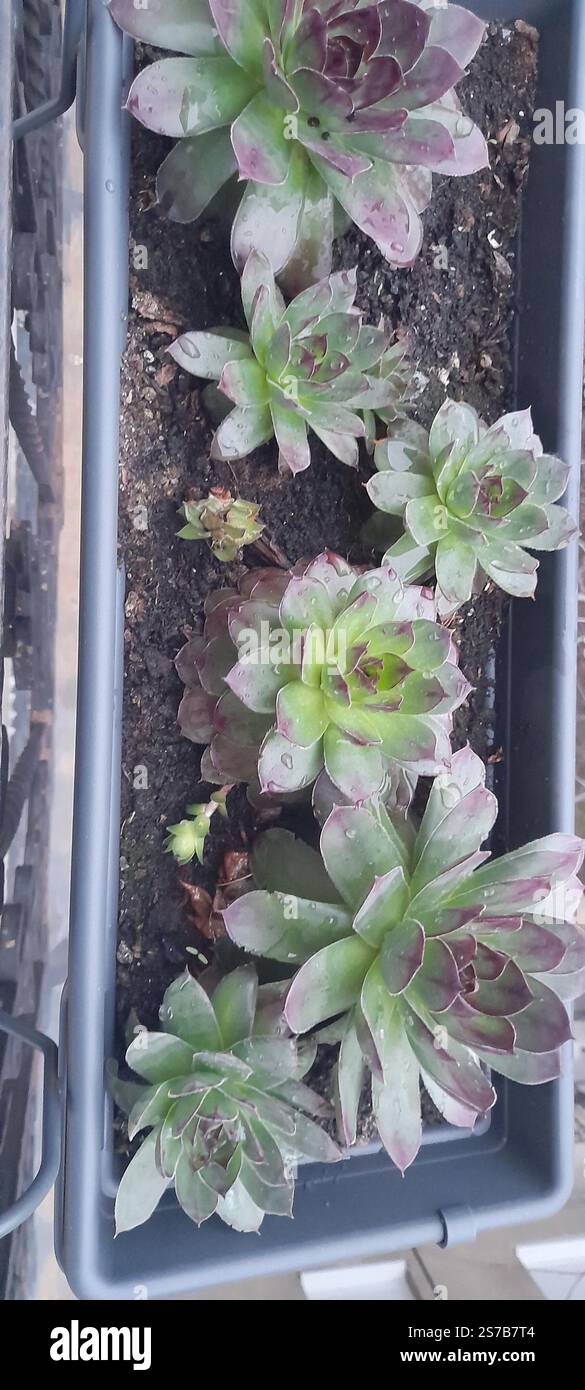 La mia bellissima collezione "Black Prince" di Echeveria. stanno crescendo e fiorendo nel mio balcone. Le Echeverias formano splendide rosette in un'ampia varietà di forme e colori. Sempervivum tectorum . succulente. Clade: Tracheophytes , Angiosperms , Eudicots / ordine : Saxifragales / famiglia: Crassulaceae / sottofamiglia: Sempervivoideae / tribù: Semperviveae / genere: Sempervivum / Magnoliophyta / Core eudicots / Fali kövirózsa / Sempervivum tectorum / Dach-Hauswurz / Siempreviva de los tejados / siempreviva común / Joubarbe des toits / Barbe de Jupurz / Hauswurz / Gewöhnliche Donurz / Hauswurz / Hauswurz Foto Stock