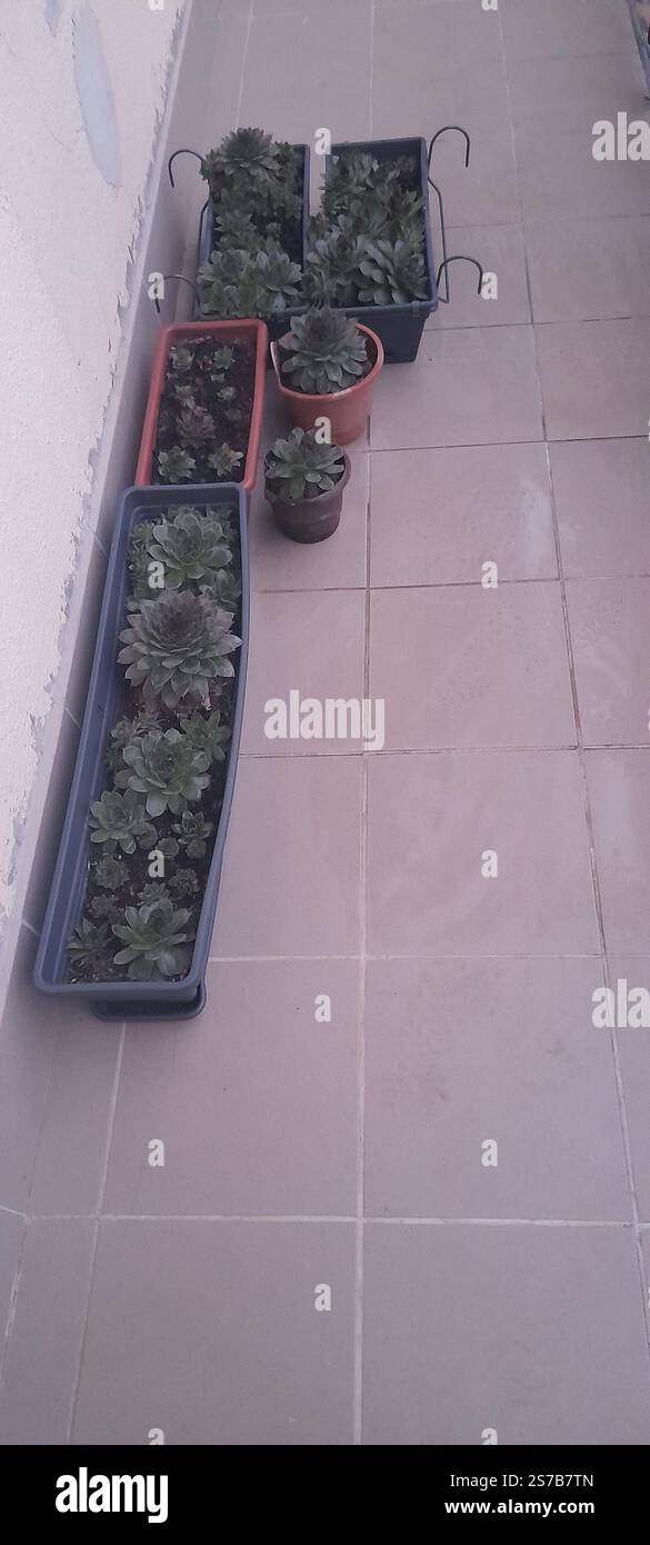 La mia bellissima collezione "Black Prince" di Echeveria. stanno crescendo e fiorendo nel mio balcone. Le Echeverias formano splendide rosette in un'ampia varietà di forme e colori. Sempervivum tectorum . succulente. Clade: Tracheophytes , Angiosperms , Eudicots / ordine : Saxifragales / famiglia: Crassulaceae / sottofamiglia: Sempervivoideae / tribù: Semperviveae / genere: Sempervivum / Magnoliophyta / Core eudicots / Fali kövirózsa / Sempervivum tectorum / Dach-Hauswurz / Siempreviva de los tejados / siempreviva común / Joubarbe des toits / Barbe de Jupurz / Hauswurz / Gewöhnliche Donurz / Hauswurz / Hauswurz Foto Stock