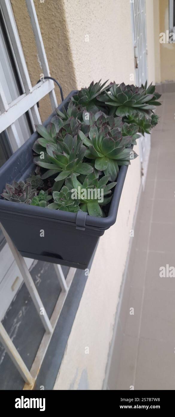 La mia bellissima collezione "Black Prince" di Echeveria. stanno crescendo e fiorendo nel mio balcone. Le Echeverias formano splendide rosette in un'ampia varietà di forme e colori. Sempervivum tectorum . succulente. Clade: Tracheophytes , Angiosperms , Eudicots / ordine : Saxifragales / famiglia: Crassulaceae / sottofamiglia: Sempervivoideae / tribù: Semperviveae / genere: Sempervivum / Magnoliophyta / Core eudicots / Fali kövirózsa / Sempervivum tectorum / Dach-Hauswurz / Siempreviva de los tejados / siempreviva común / Joubarbe des toits / Barbe de Jupurz / Hauswurz / Gewöhnliche Donurz / Hauswurz / Hauswurz Foto Stock