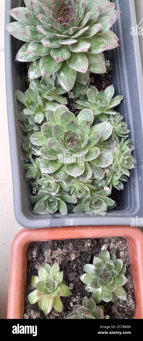 La mia bellissima collezione "Black Prince" di Echeveria. stanno crescendo e fiorendo nel mio balcone. Le Echeverias formano splendide rosette in un'ampia varietà di forme e colori. Sempervivum tectorum . succulente. Clade: Tracheophytes , Angiosperms , Eudicots / ordine : Saxifragales / famiglia: Crassulaceae / sottofamiglia: Sempervivoideae / tribù: Semperviveae / genere: Sempervivum / Magnoliophyta / Core eudicots / Fali kövirózsa / Sempervivum tectorum / Dach-Hauswurz / Siempreviva de los tejados / siempreviva común / Joubarbe des toits / Barbe de Jupurz / Hauswurz / Gewöhnliche Donurz / Hauswurz / Hauswurz Foto Stock