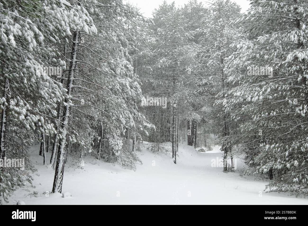 Sta cadendo la neve e il vento soffia in una foresta di pini nel Parco dell'Etna, in Sicilia, in Italia Foto Stock