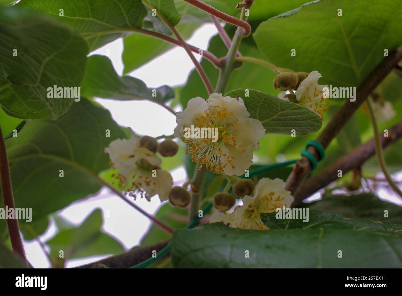 Delicati fiori dello stabilimento Kiwi Foto Stock