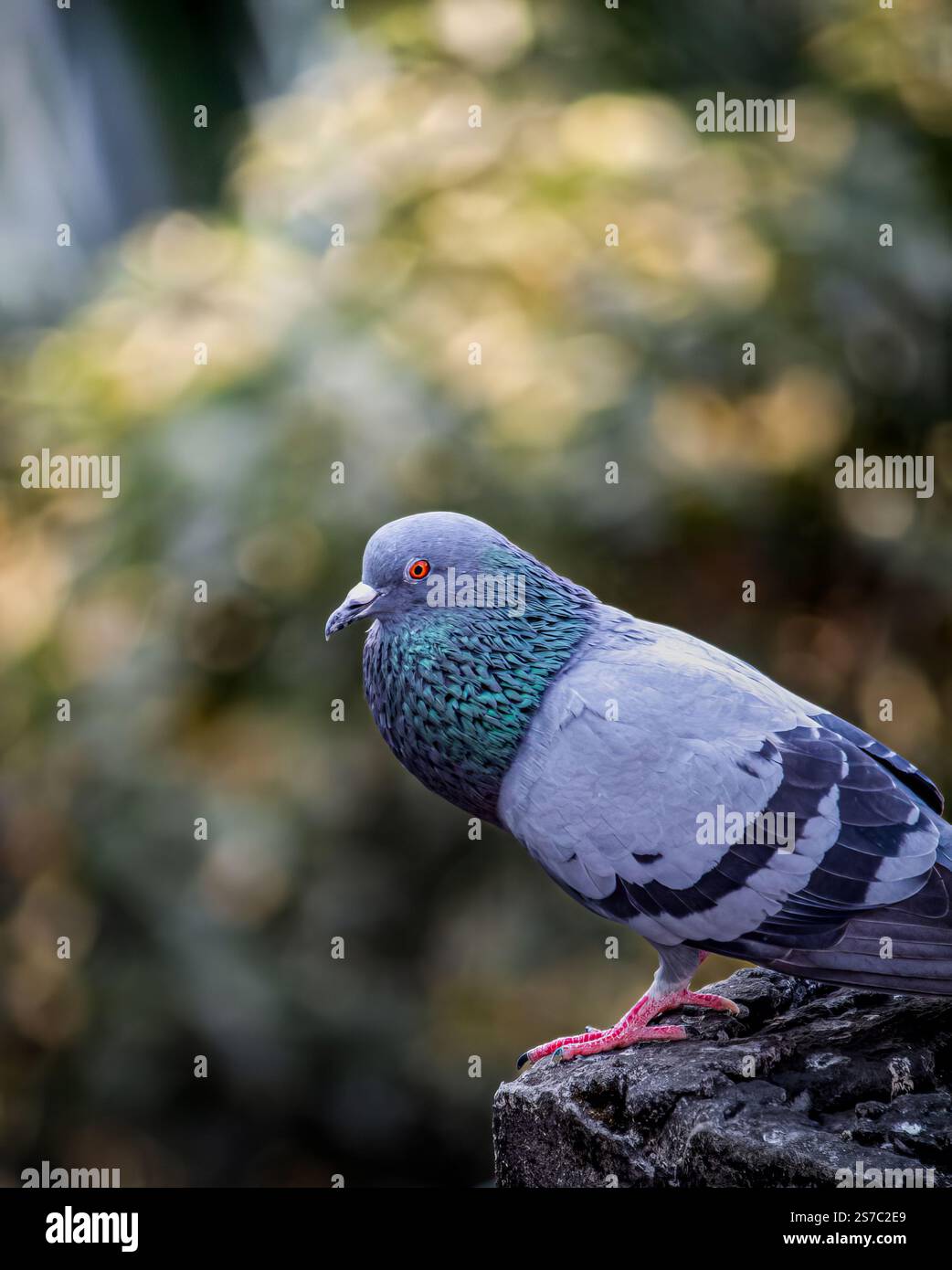 Nel caos della città, il piccione selvatico è un simbolo della vita urbana. Foto Stock