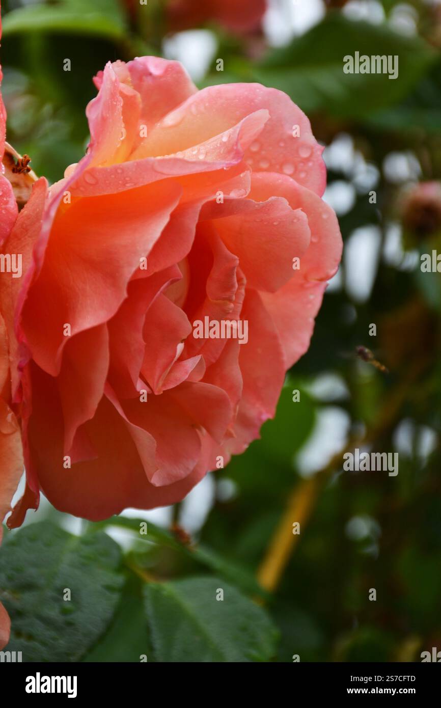 Primo piano di rosa delicato e rosa color pesca su sfondo con foglie verdi Foto Stock