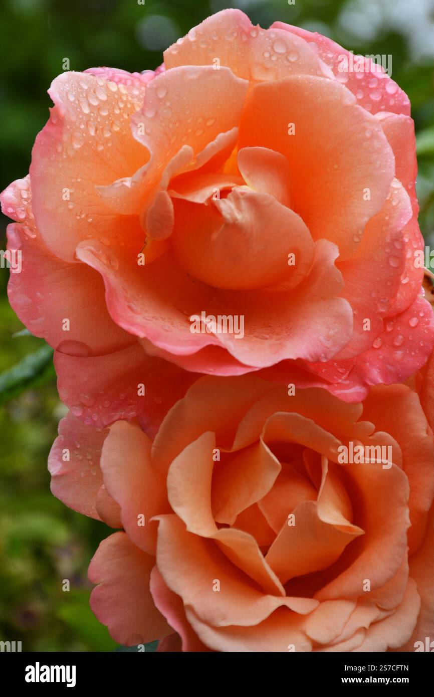 Primo piano di rosa delicato e rosa color pesca su sfondo con foglie verdi Foto Stock