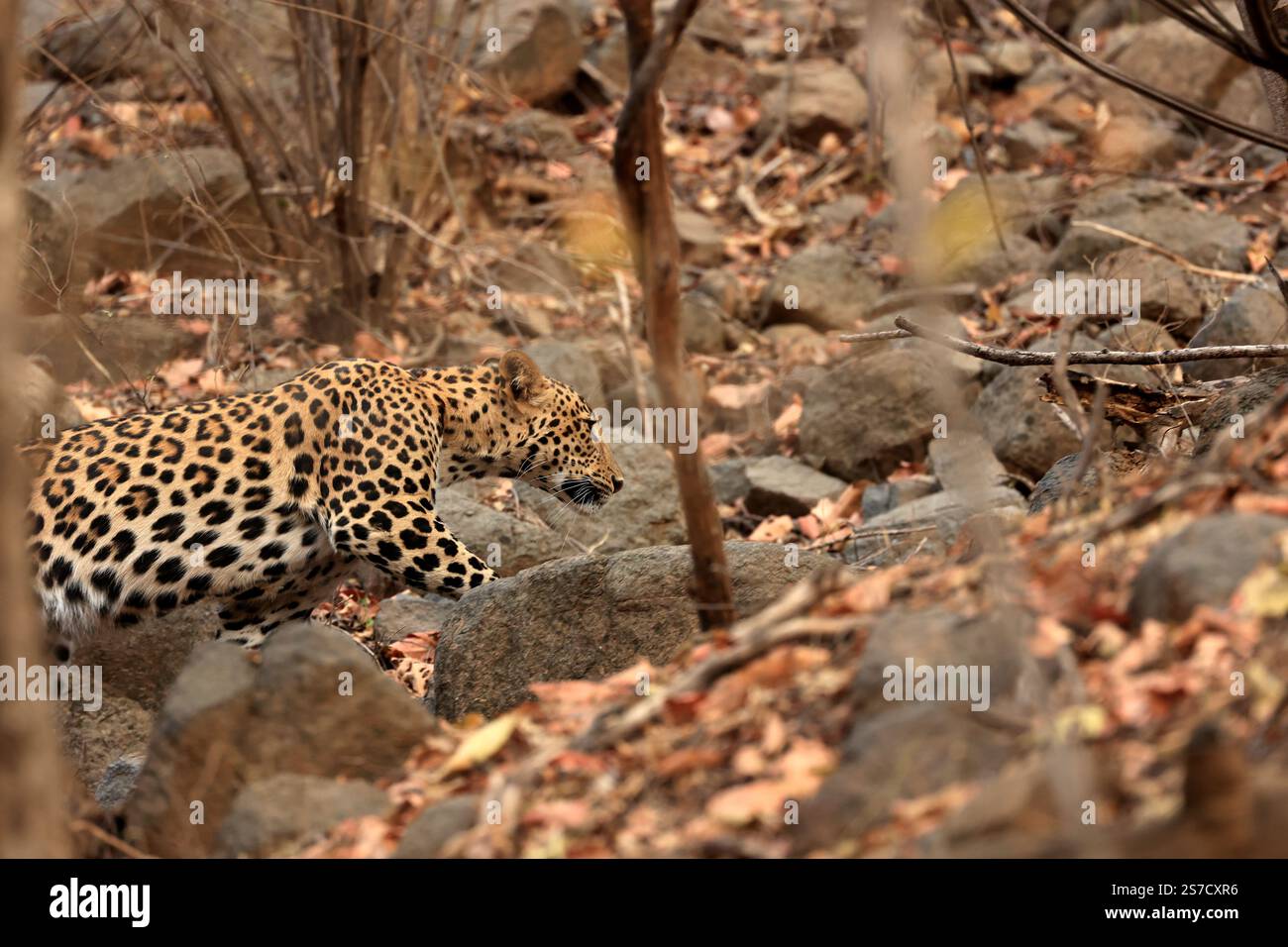 Lo sfuggente e stupefacente leopardo indiano Foto Stock