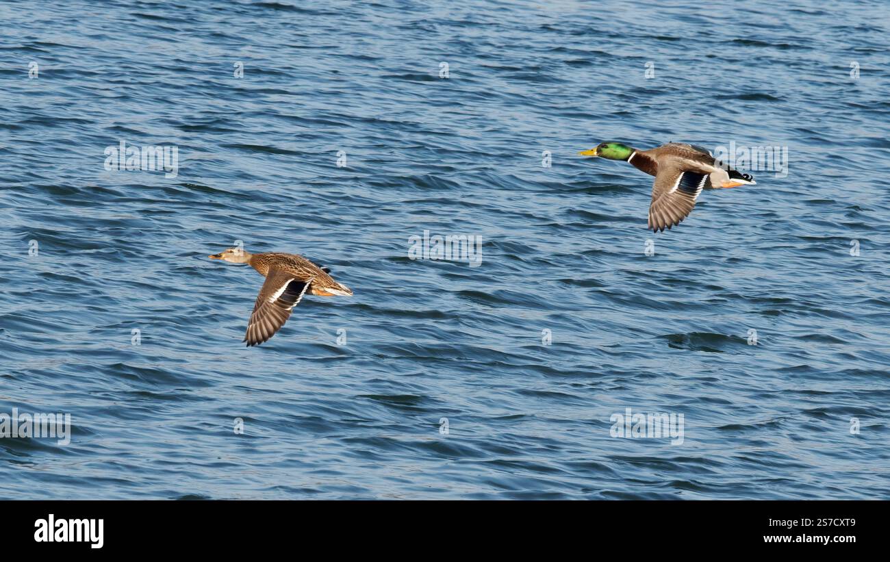 Due Mallard Ducks sorvolano un tranquillo Blue River durante il giorno Foto Stock