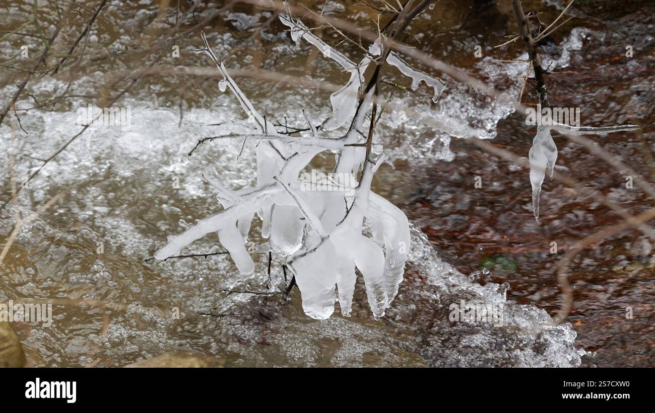 Rami congelati con ghiaccioli che scorrono lungo il fiume in inverno Foto Stock