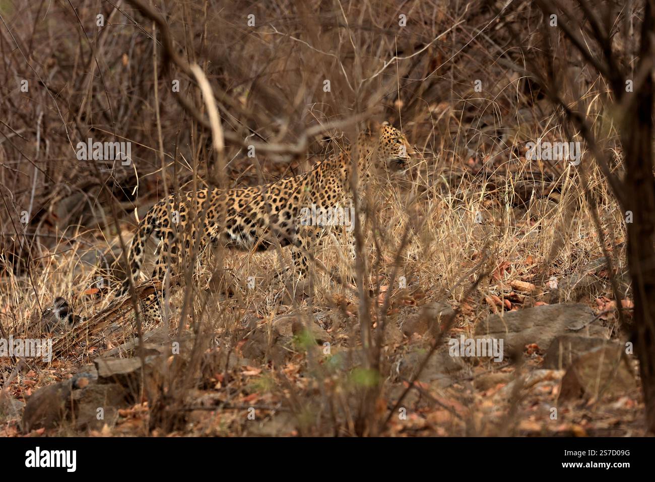 Lo sfuggente e stupefacente leopardo indiano Foto Stock