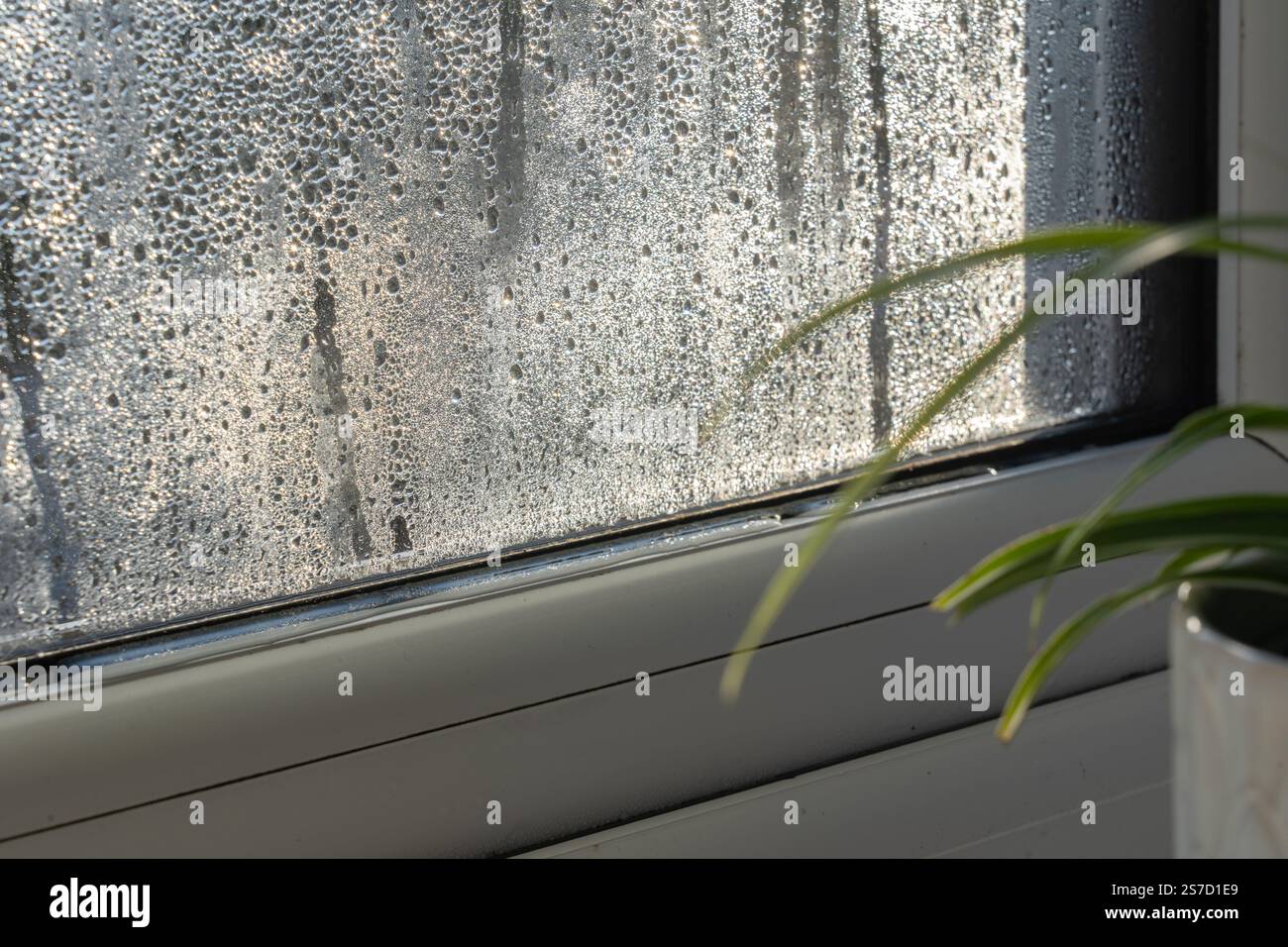 Condensa sulla superficie interna della finestra a doppio vetro in piano durante l'inverno, Inghilterra. Concetto: Problemi di noleggio in un appartamento nel Regno Unito, scarsa ventilazione Foto Stock