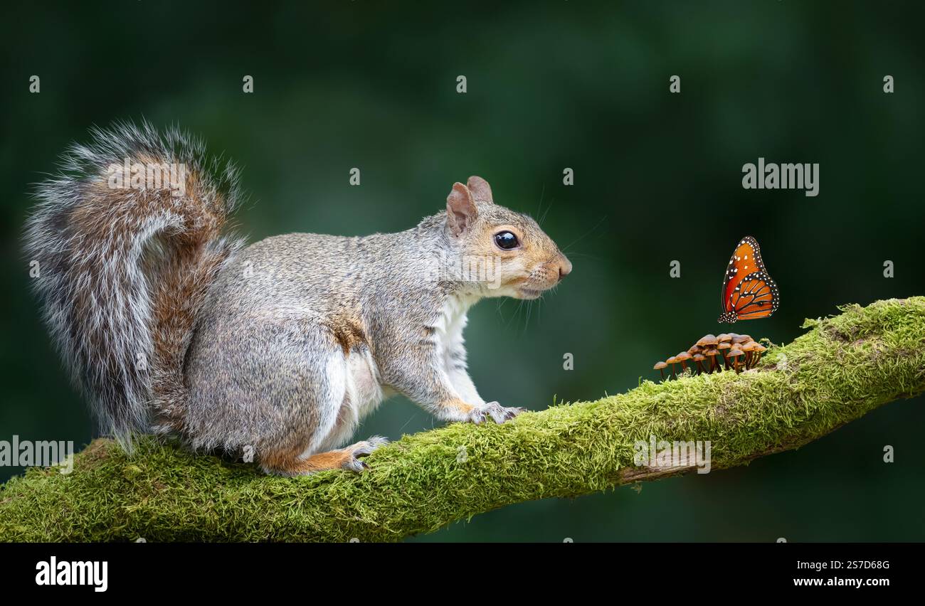 Ritratto di uno scoiattolo grigio seduto su un ramo di albero muschiato e guardando una farfalla che riposa su minuscoli funghi Foto Stock