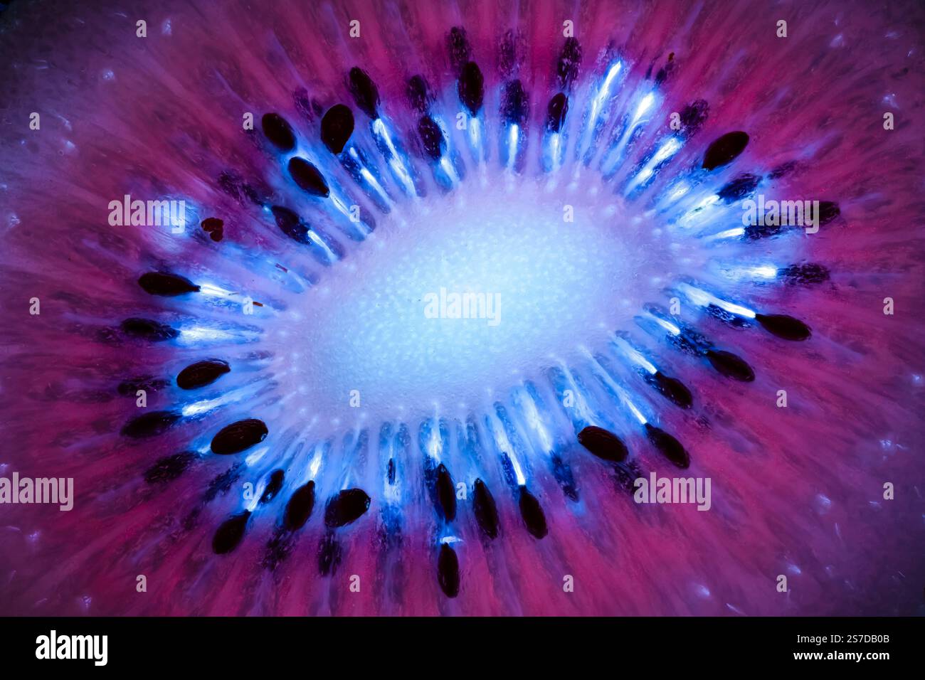 Polpa di frutta kiwi sotto la luce ultravioletta a onde lunghe. Foto Stock