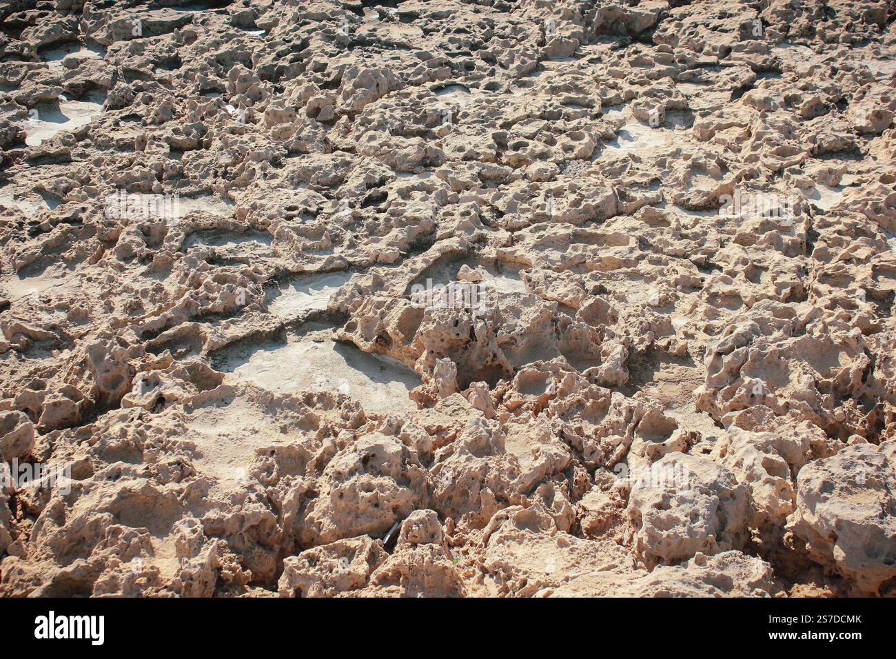 Superficie corallina asciutta. Formazione geologica naturale. Foto Stock