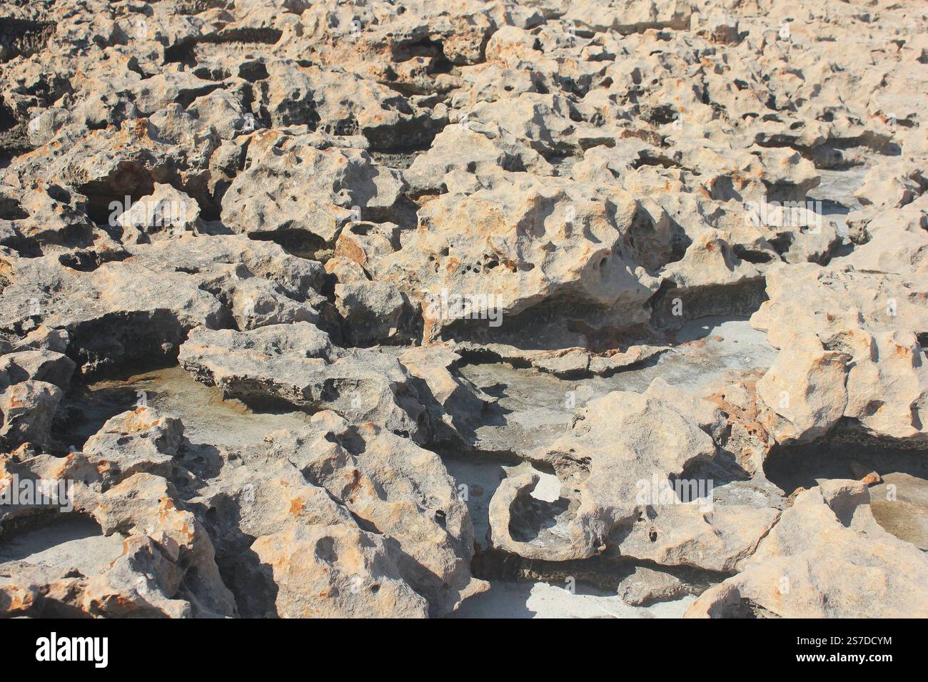Superficie corallina asciutta. Formazione geologica naturale. Foto Stock