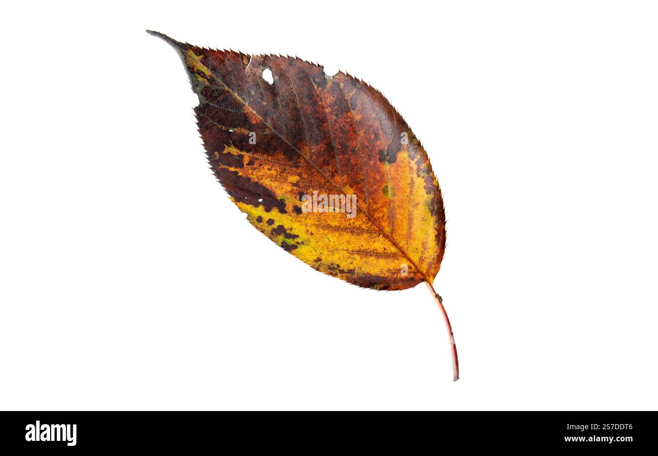 Foglie autunnali isolate su bianco. Colori autunnali. Foglia gialla marrone colorata con margini dentellati scuri. Foto Stock