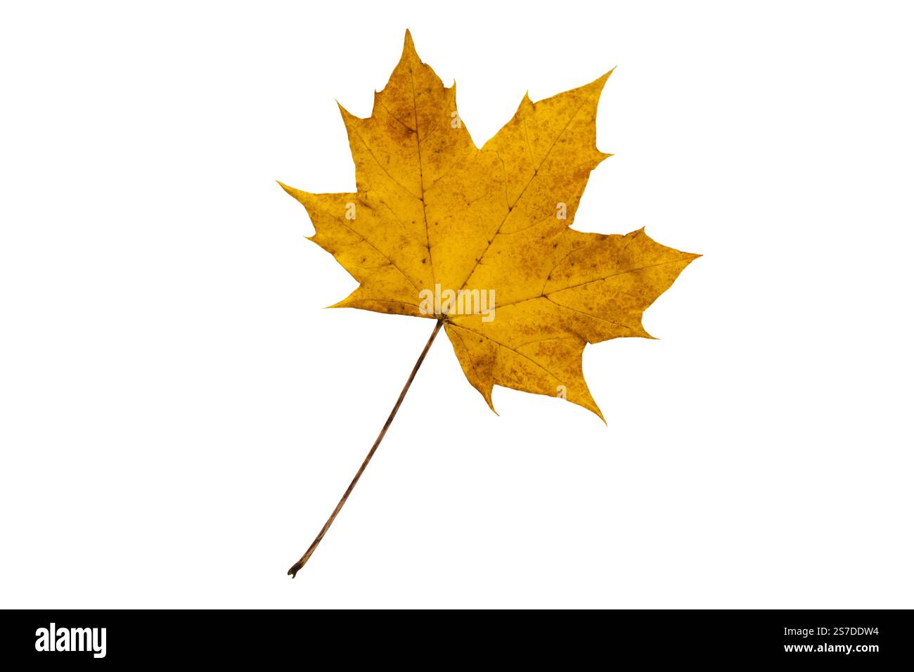 Foglia d'acero canadese autunnale isolata su bianco. Colori autunnali. Foglia gialla brillante. Foto Stock