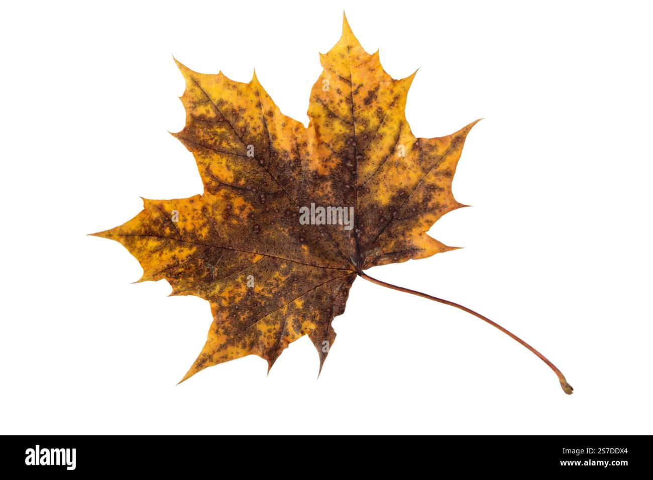 Foglia d'acero asciutto di autunno marrone scuro isolata su bianco. Colori autunnali. Foto Stock