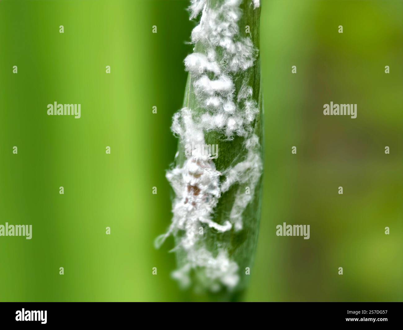 Foto macro di insetti mealy o linfa Pseudococcidae che succhiano i parassiti sulle foglie delle piante Foto Stock
