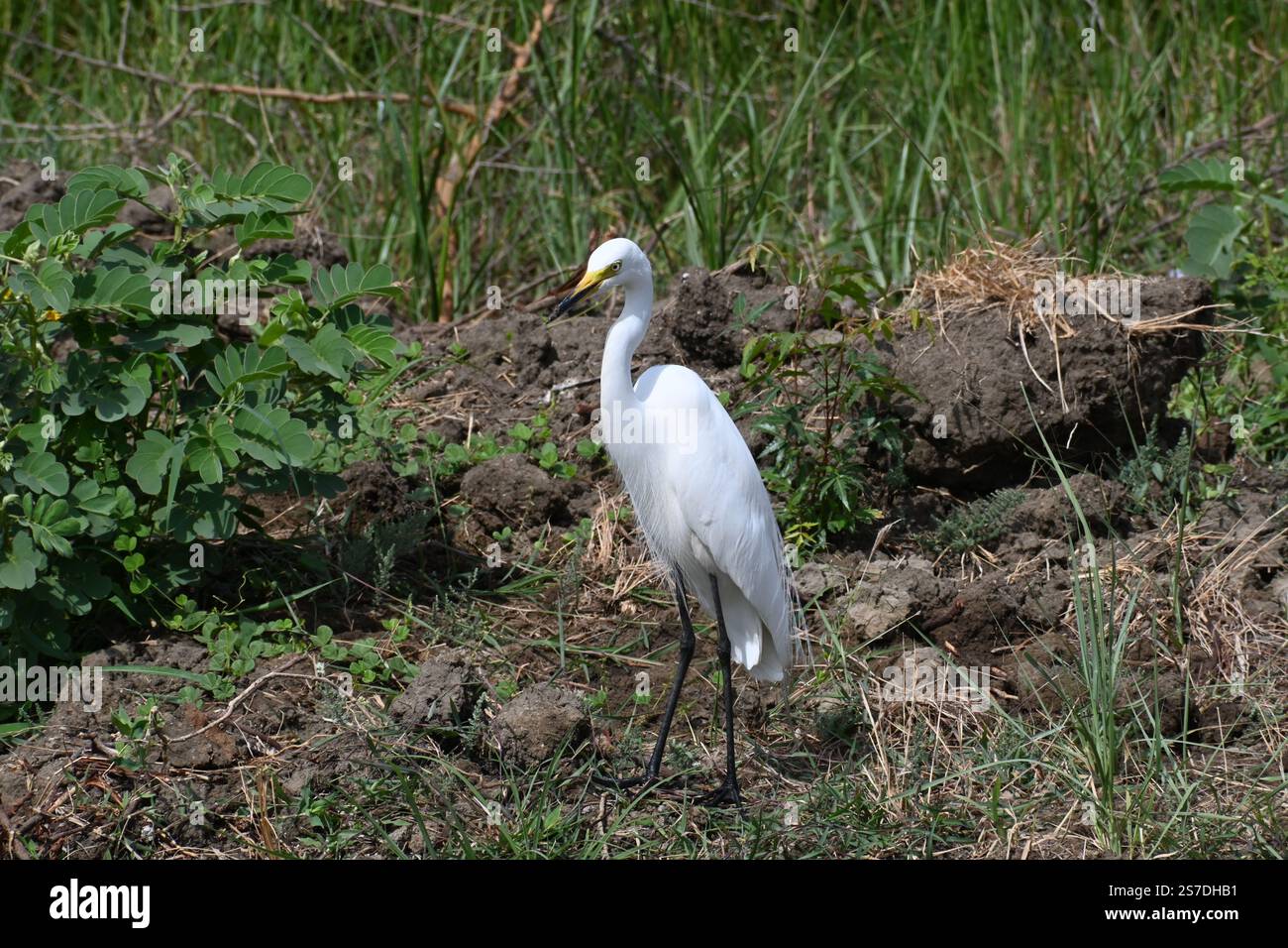 Si vede una bella egretta bianca che si erge su un piccolo ruscello d'acqua e si guarda intorno Foto Stock