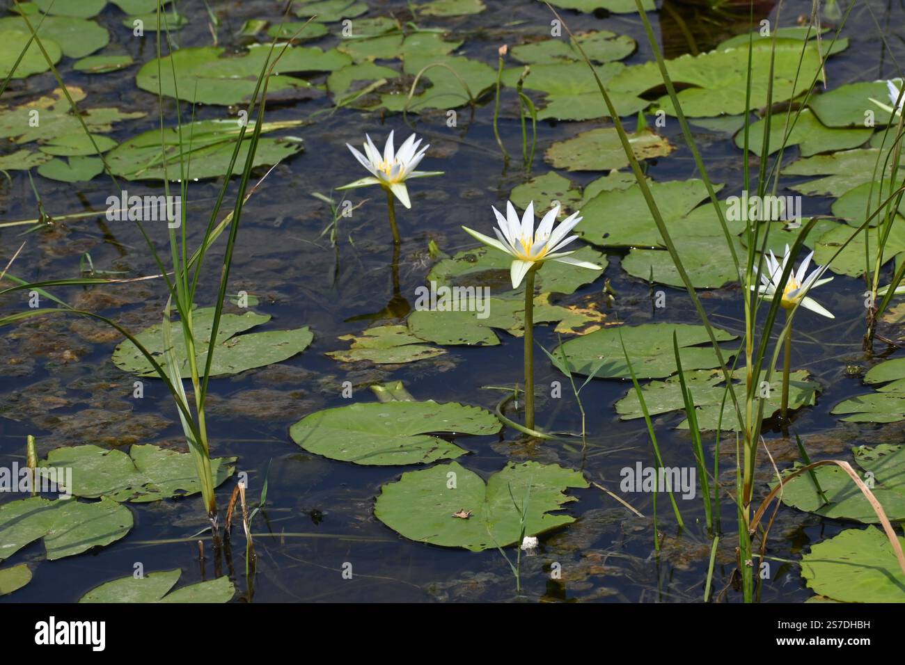 Un bellissimo fiore di giglio d'acqua bianca è visto fiorire in un ruscello paludoso Foto Stock