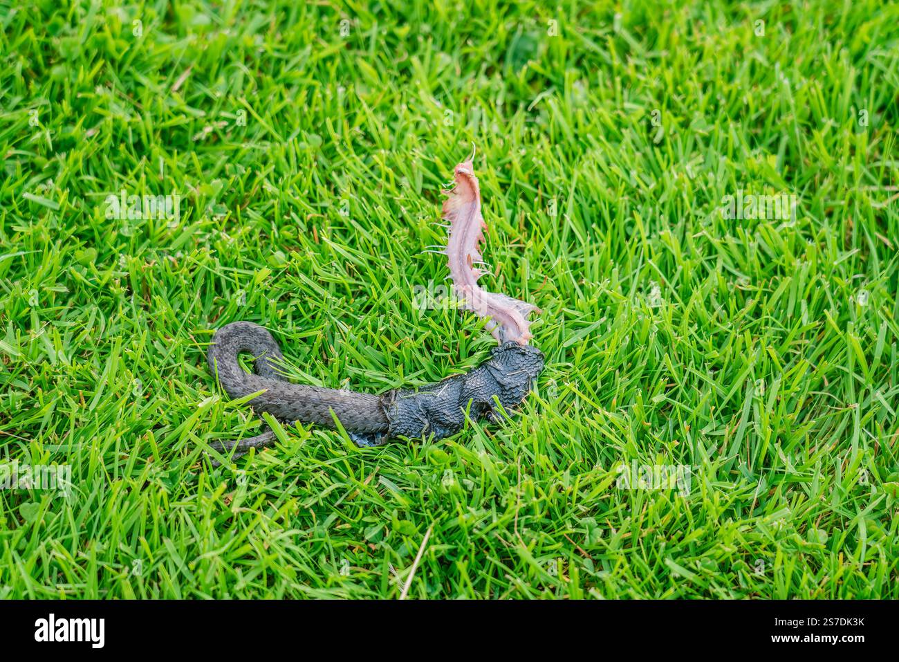 Piccolo serpente danneggiato dal tagliaerba robot su erba verde brillante in un prato soleggiato Foto Stock