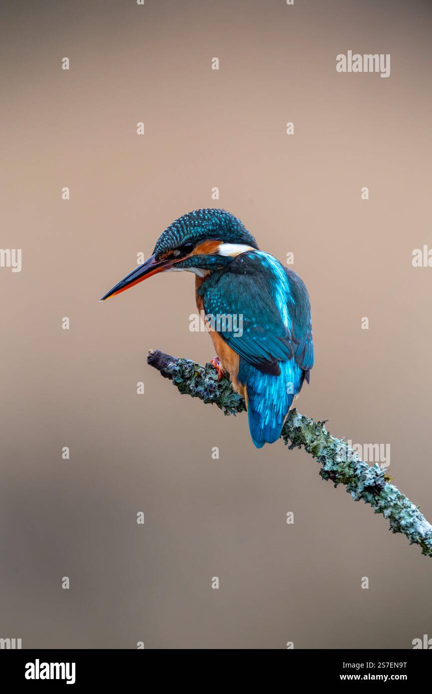 Common Kingfisher (albedo in questo) arroccato nel Regno Unito Foto Stock