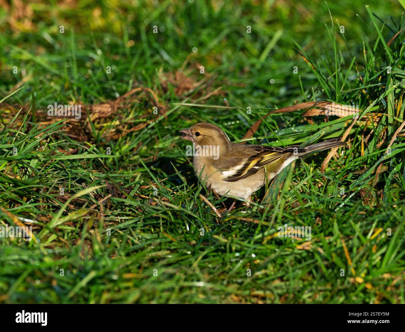 Femmine coelebs Fringilla comune allo chaffinch ai margini di un campo vicino a Cashmoor, Cranborne Chase, Dorset, Inghilterra, Regno Unito, gennaio 2022 Foto Stock