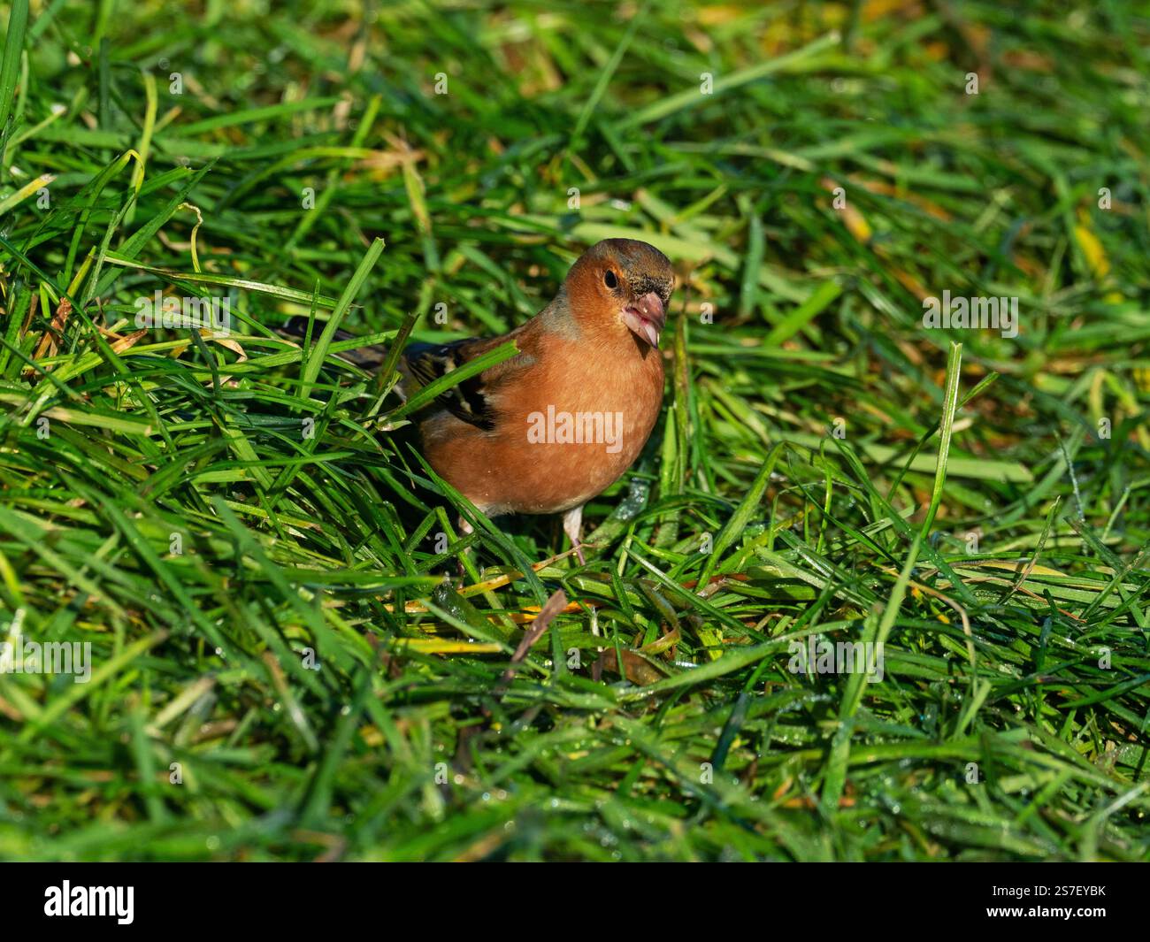 Maschio coeleb Fringilla comune a forma di zaffinch ai margini di un campo vicino a Cashmoor, Cranborne Chase, Dorset, Inghilterra, Regno Unito, gennaio 2022 Foto Stock