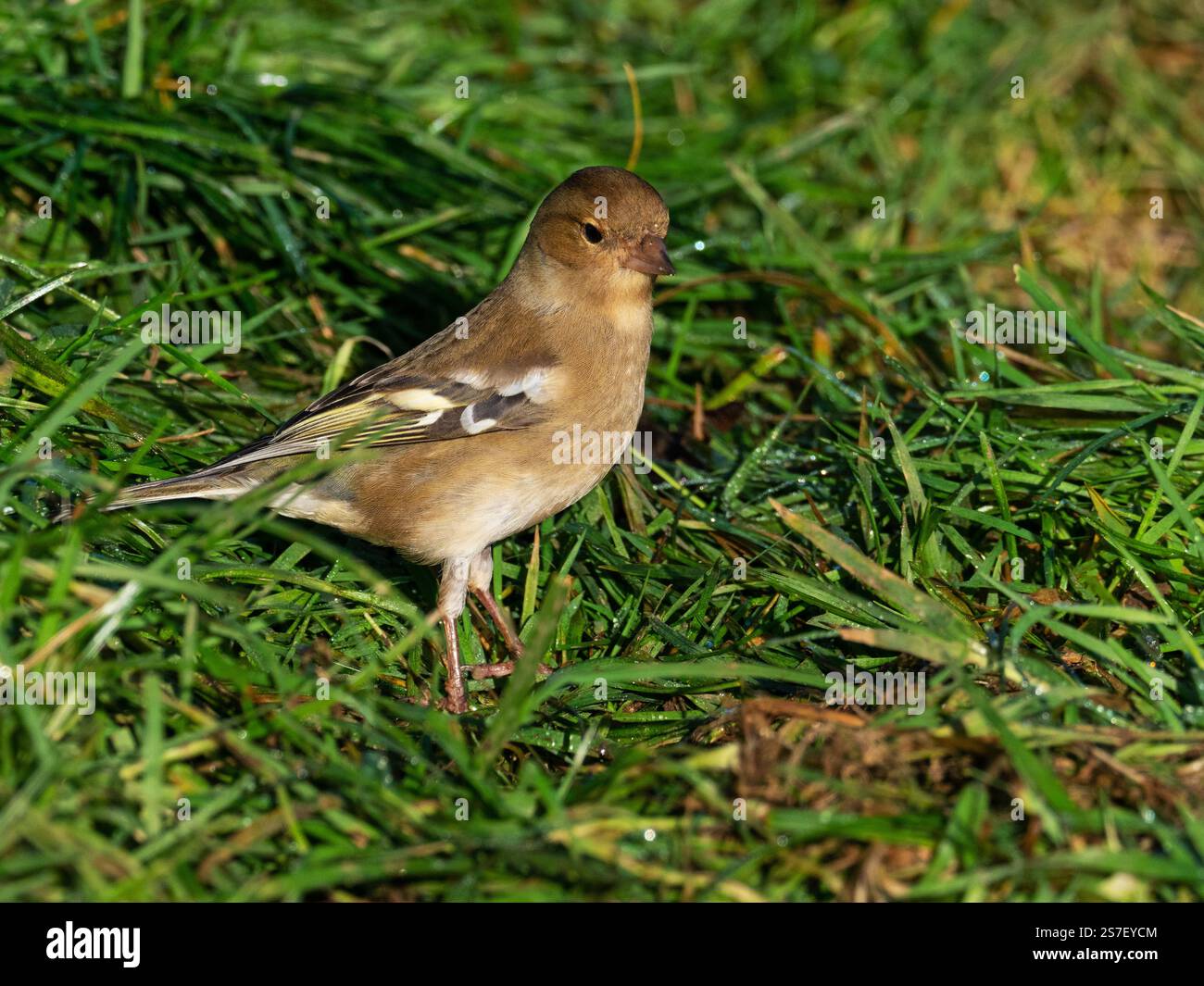 Femmine coelebs Fringilla comune allo chaffinch ai margini di un campo vicino a Cashmoor, Cranborne Chase, Dorset, Inghilterra, Regno Unito, gennaio 2022 Foto Stock