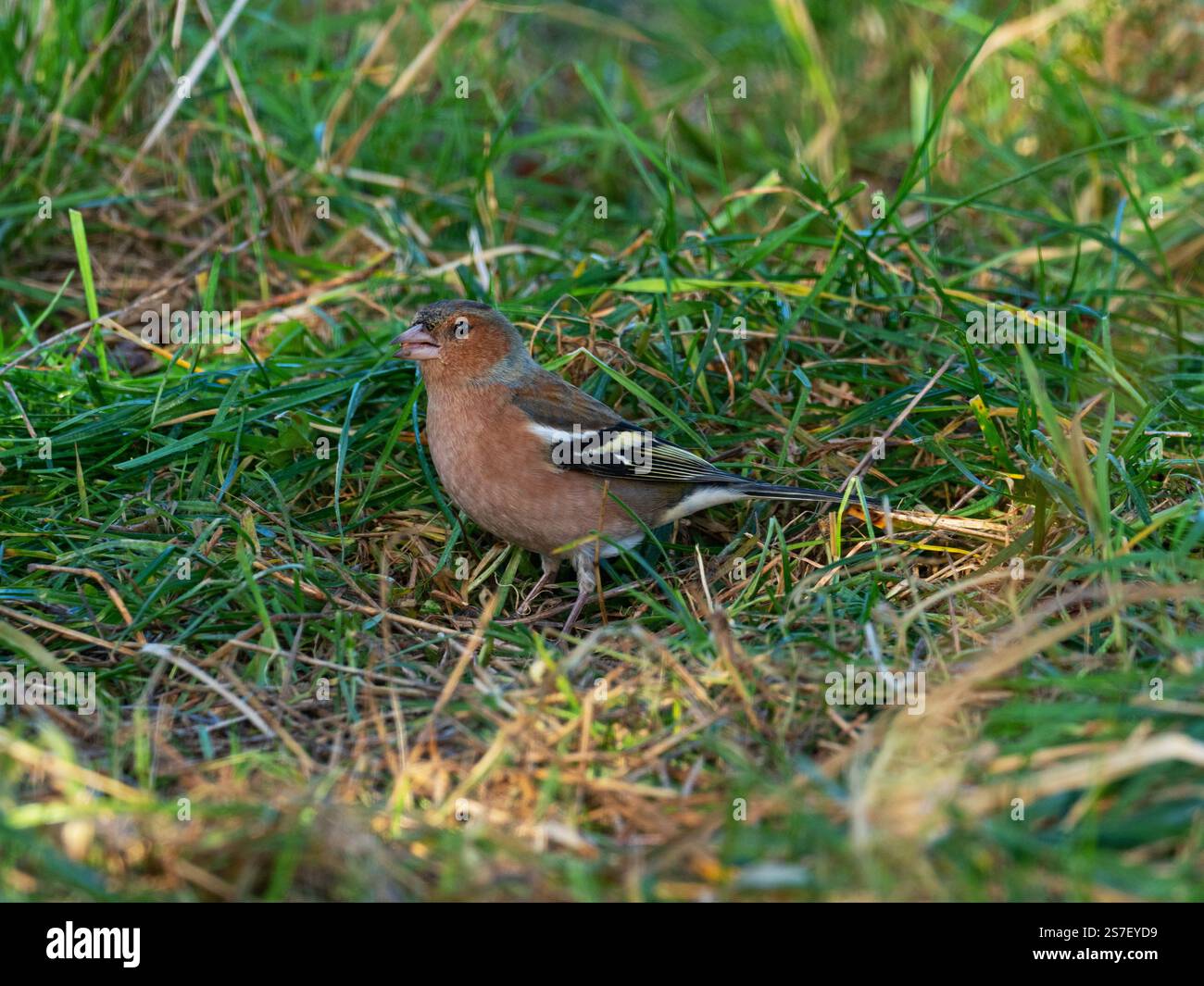 Maschio coeleb Fringilla comune a forma di zaffinch ai margini di un campo vicino a Cashmoor, Cranborne Chase, Dorset, Inghilterra, Regno Unito, gennaio 2022 Foto Stock