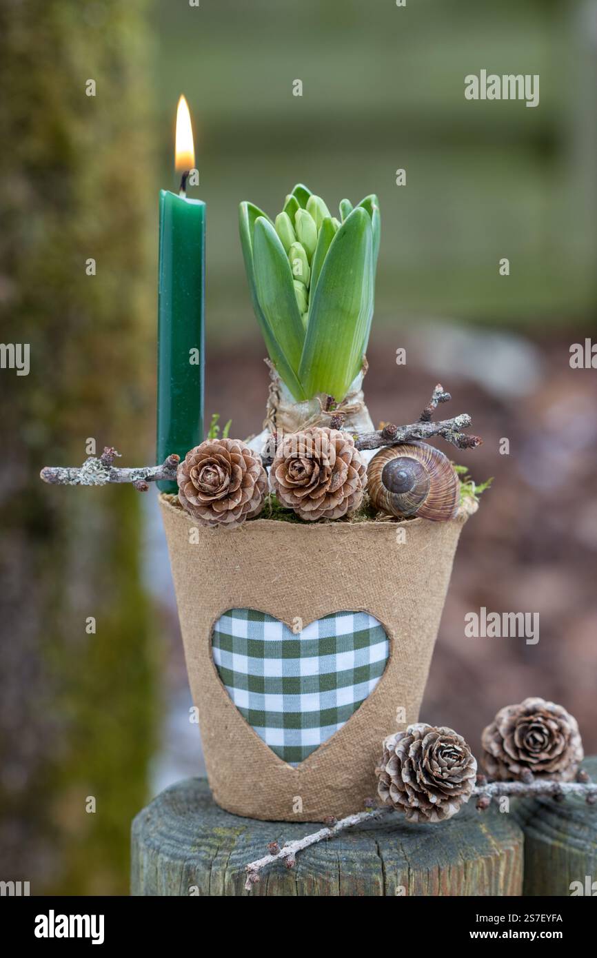 sistemazione con un giacinto e una candela in una pentola di torba in giardino Foto Stock