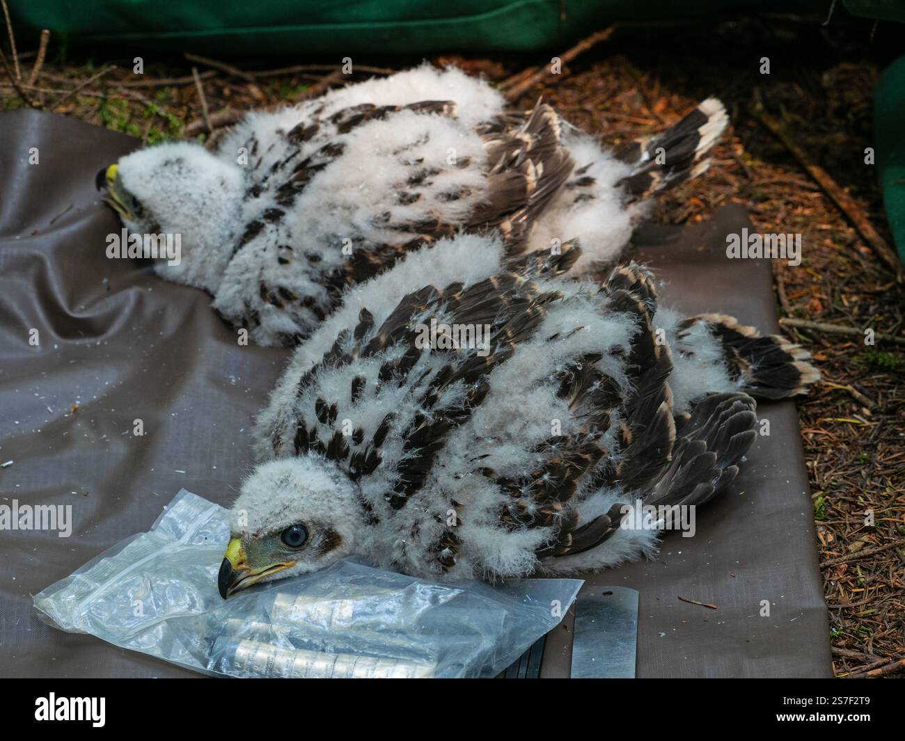 Northern goshawk Accipiter gentilis due pulcini dopo essere stati suonati per gli studi di movimento e dinamica della popolazione, New Forest National Park, Hampshire, Eng Foto Stock
