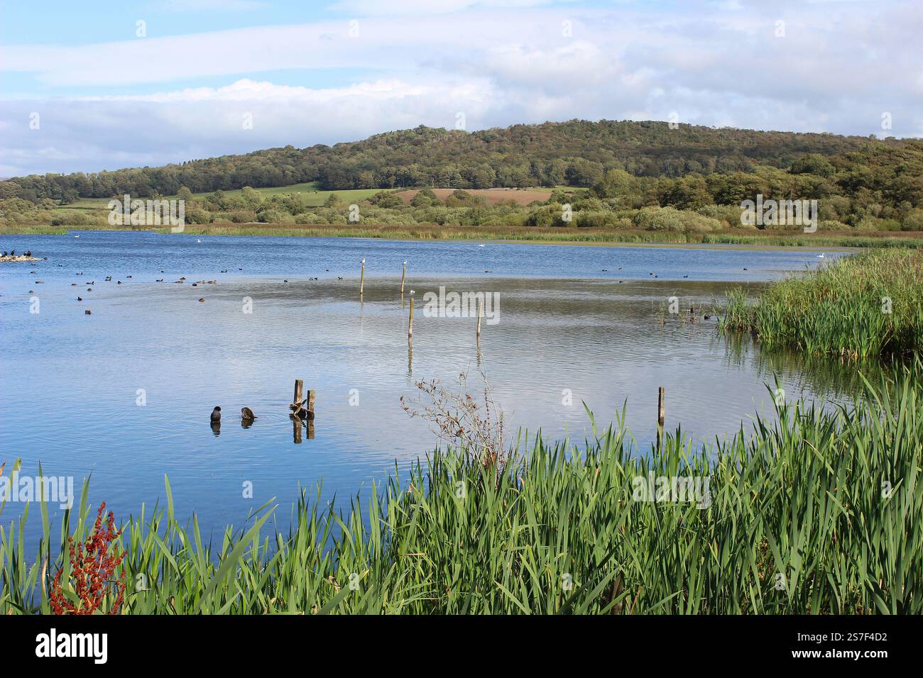 Lago e scenario di Leighton Moss RSPB Reserve, Lancashire, Regno Unito Foto Stock