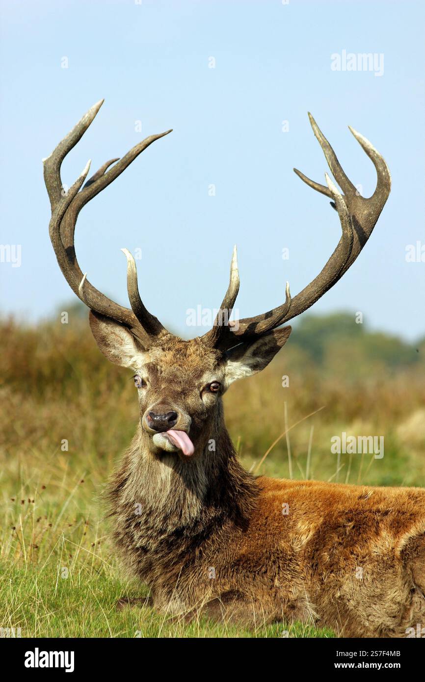Comico cervo rosso con la lingua sporgente a Tatton Park, Cheshire, Regno Unito Foto Stock