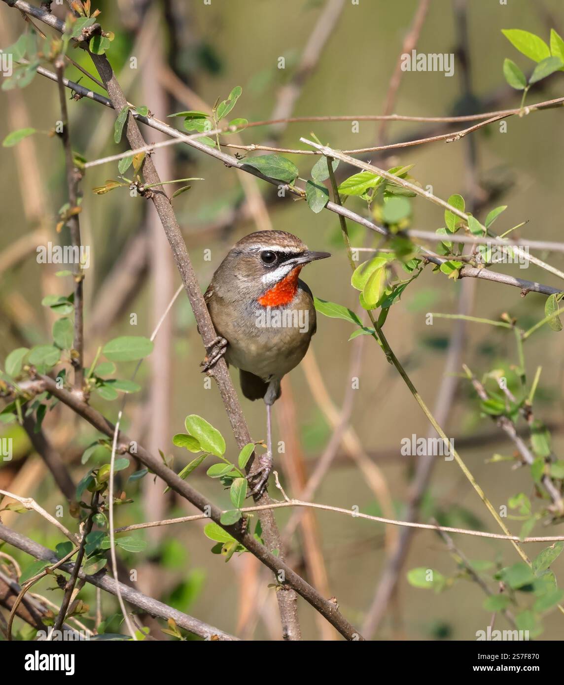 Rubythroat siberiano sul ramo in natura. Questa foto è stata scattata dal Bangladesh. Foto Stock