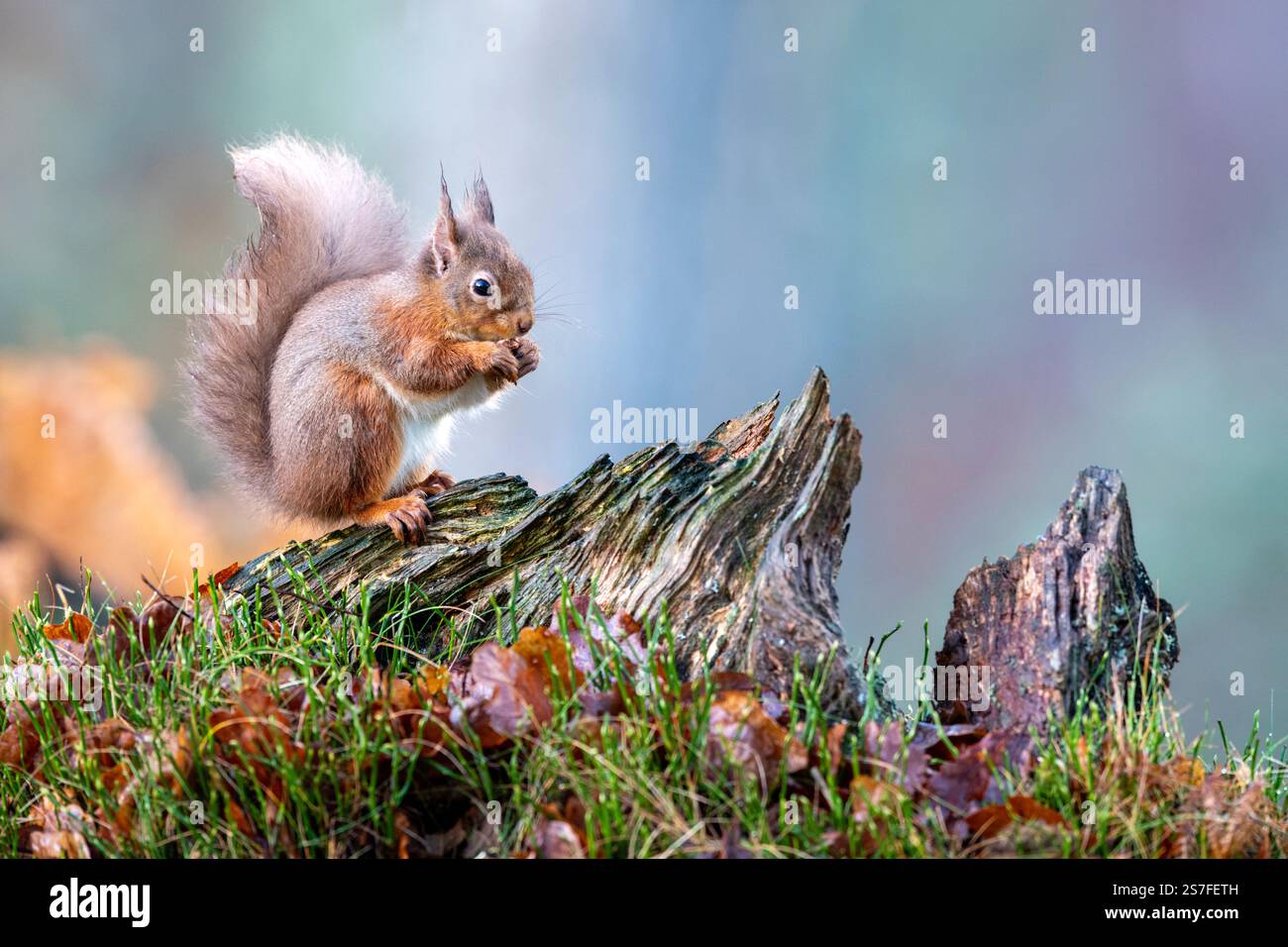 Scoiattolo rosso (Sciurus vulgaris) nella pineta caledoniana, Scozia, Regno Unito Foto Stock