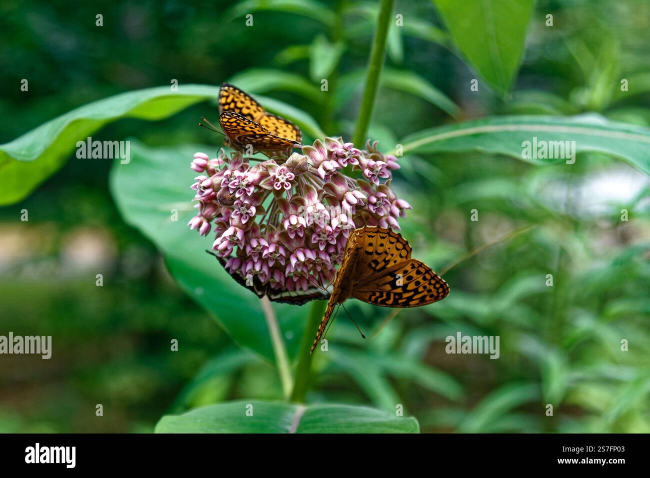 2 farfalle, fiore di lavanda, arancio, marcature nere, natura, insetto volante, ordinare lepidotteri, regno animale, Adirondacks, New York, estate Foto Stock