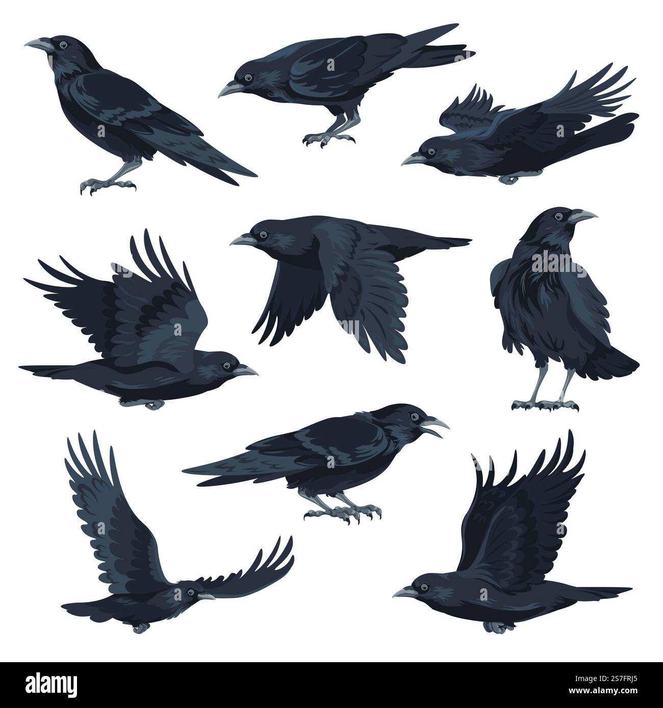 volando e seduto animale avicolo nero, corvo isolato o corvo con piumaggio nero e ampie ali. Mondo animalistico isolato e fauna selvatica, natura selvaggia e habitat faunistico. Vettore in stile piatto. Corvo che vola e seduto vettore di animali aviari neri Illustrazione Vettoriale