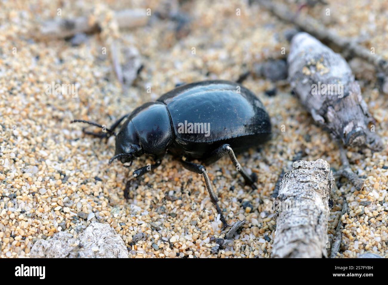 Pimelia granulicollis, coleottero della famiglia dei coleotteri scuri, Tenebrionidae. Uno scarabeo che corre attraverso le dune di Gran Canaria. Foto Stock