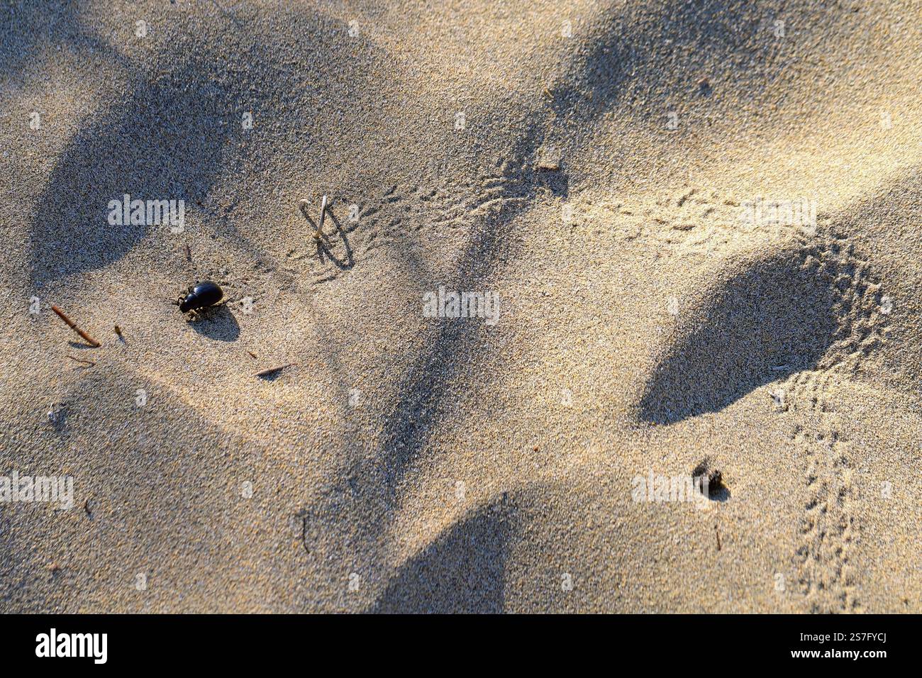 Pimelia granulicollis, coleottero della famiglia dei coleotteri scuri, Tenebrionidae. Uno scarabeo che corre attraverso le dune di Gran Canaria. Foto Stock