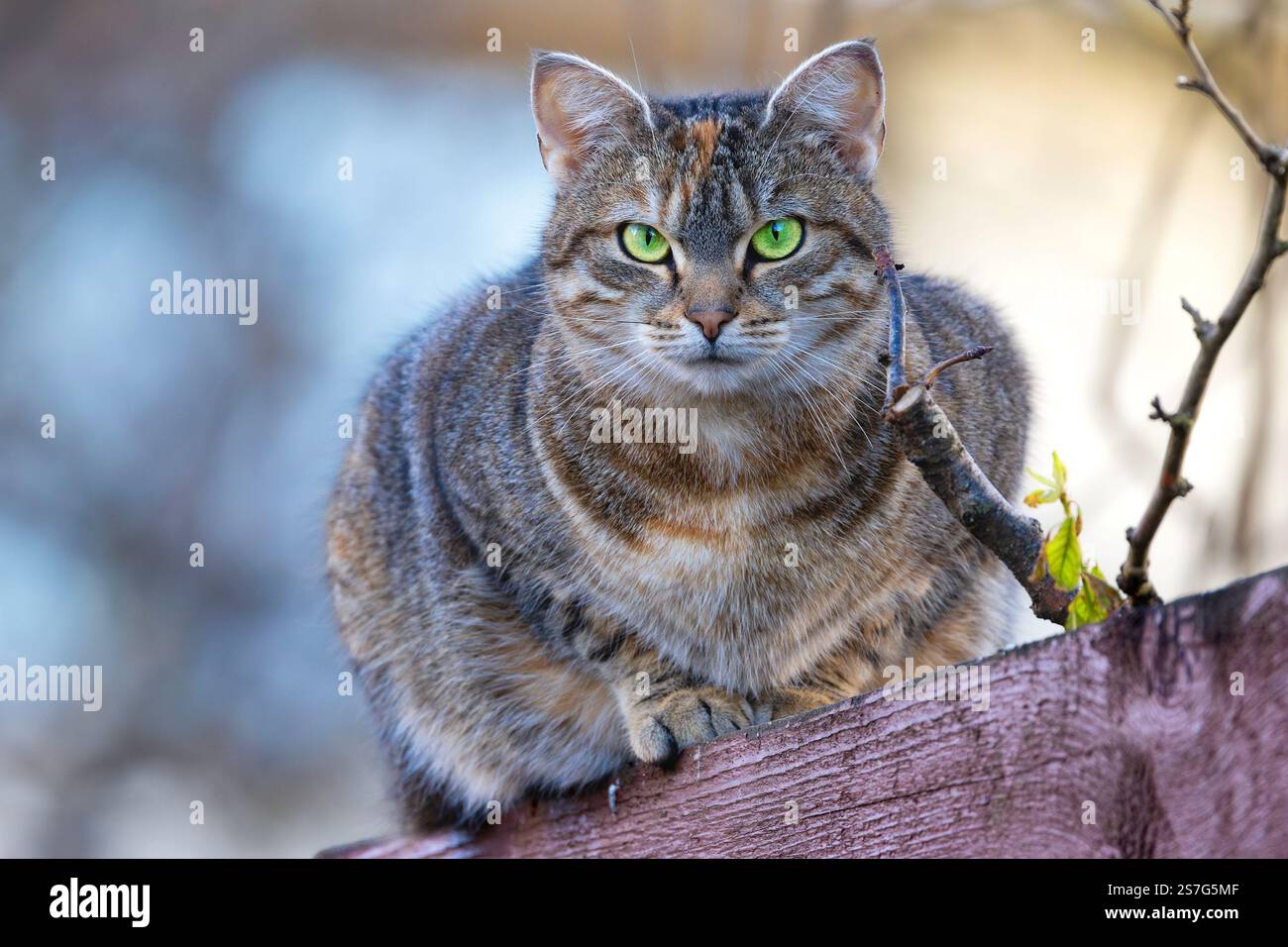 un bellissimo gatto da tabby domestico arroccato con grazia su una recinzione, inondato di luce naturale soffusa Foto Stock