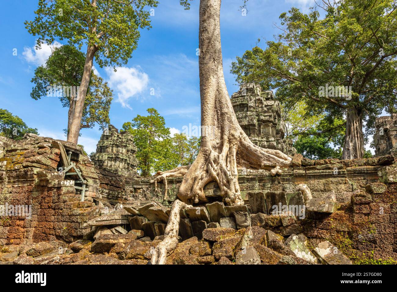 Le radici degli alberi di Tetrameles crescono attraverso le rovine del muro del tempio di Ta Prohm, Angkor VAT, Siem Reap, Cambogia Foto Stock