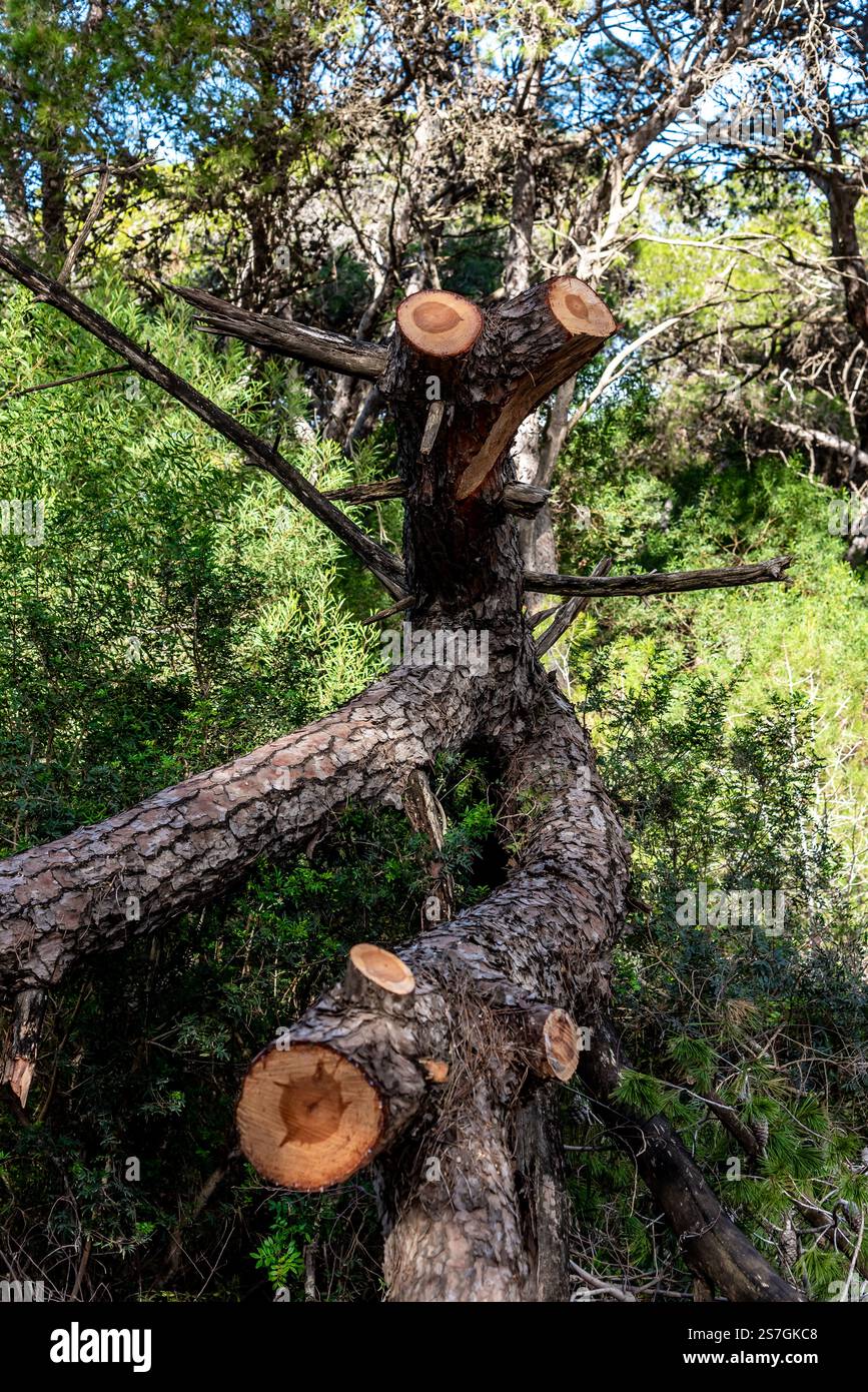 Un olivo nel mezzo di un campo nel nord della Tunisia Foto Stock