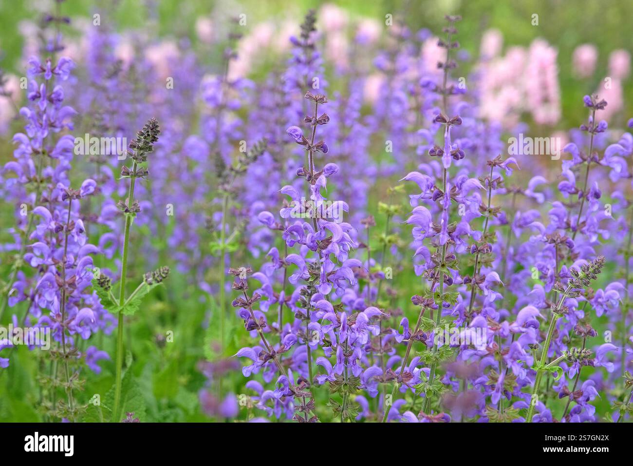 Salvia pratensis viola blu, il prato clary o il salvia del prato in fiore. Foto Stock