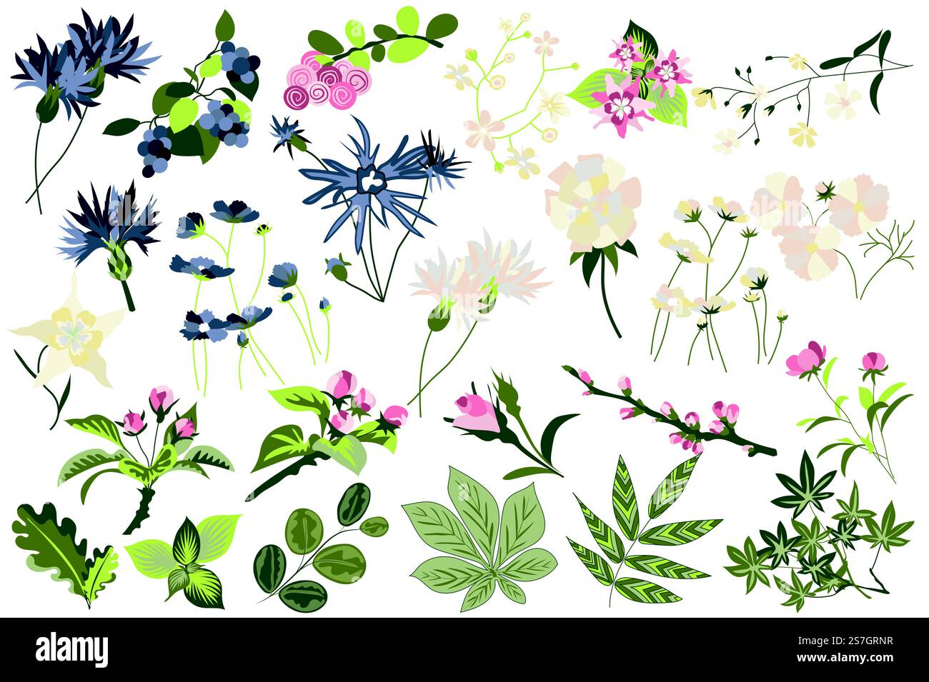 Set isolato di fiori e piante. Giardino fiorito e fiori selvatici in fiore di diversi tipi. Foglie verdi, bellissime erbe e altro ancora. Fascio di elementi floreali. Illustrazione vettoriale in design disegnato a mano Illustrazione Vettoriale