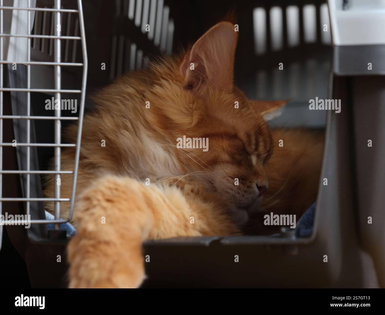 Un gatto rosso del Maine Coon che piange in un portacarte di notte. Primo piano. Foto Stock