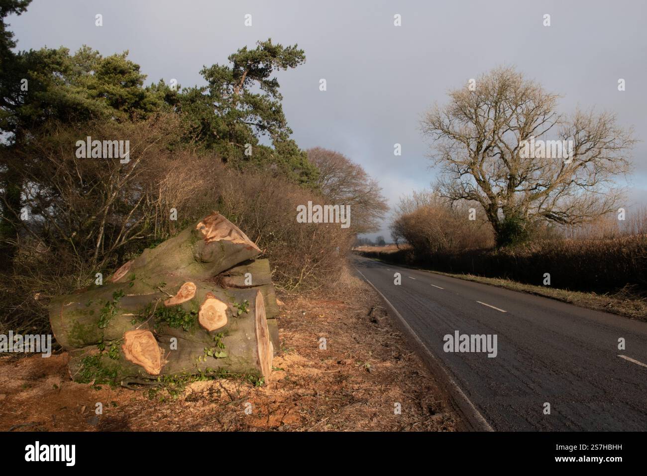Albero abbattuto, Stratton sulla fosse, Somerset, Inghilterra Foto Stock
