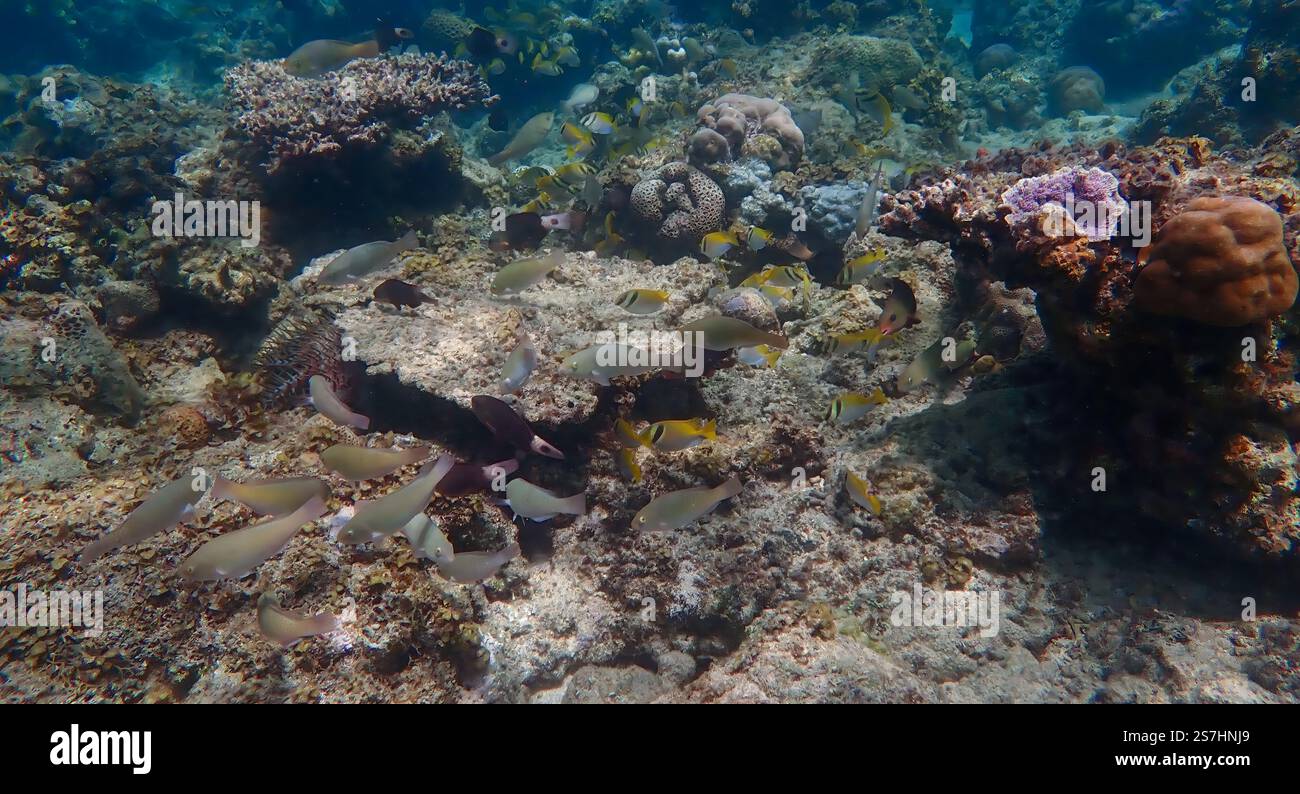 Paesaggio sottomarino con vivaci barriere coralline, pesci da scuola, alghe e piante, circondato da barriere coralline morte nell'isola di Bawean, Giava orientale, Indonesia Foto Stock